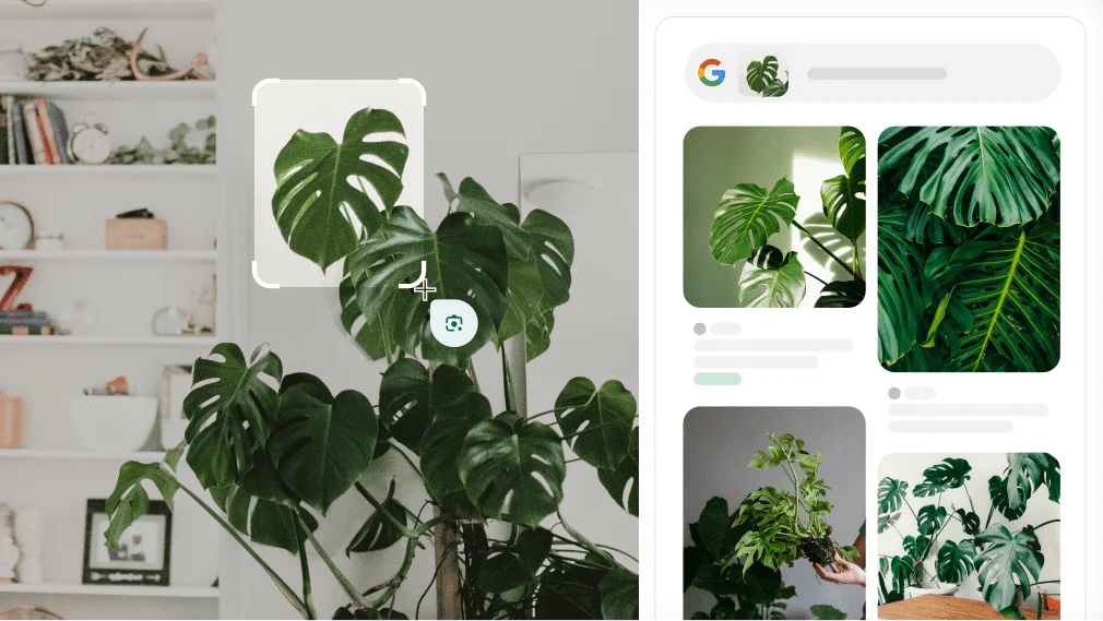 Google Lensi kasutatakse monstera taime tuvastamiseks.